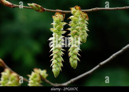 Carpinus betulus male inflorescence of a hornbeam against blurred green background Stock Photo