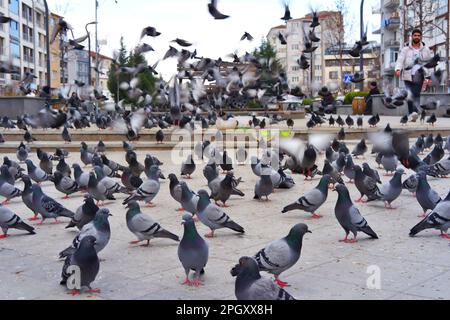Wild pigeons at street with apartments and former railcar at the background. Pigeons standing on street stone Stock Photo