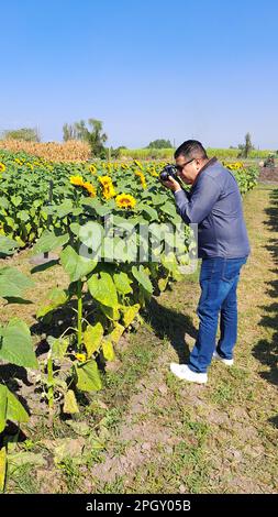 Latino adult man professional photographer takes photos of a field planted with sunflowers in the middle of nature to record beautiful landscapes Stock Photo