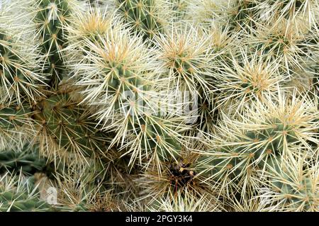 Close up macro of Cholla cactus Sonora desert mid summer Stock Photo