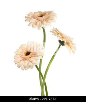 Beautiful beige gerbera flowers isolated on white Stock Photo