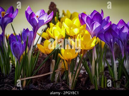 Close-up of purple and yellow crocus flowers on field Stock Photo