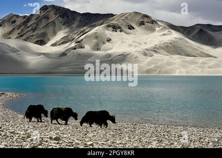 Alpine yaks wading and drinking in Baisha Lake, Pamir Plateau, Xinjiang Stock Photo