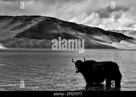 Alpine yaks wading and drinking in Baisha Lake, Pamir Plateau, Xinjiang Stock Photo