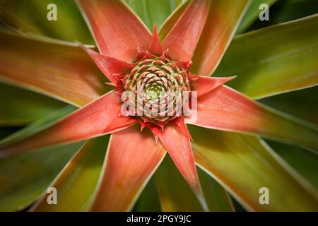 Organic Pineapple growing in a Garden Stock Photo