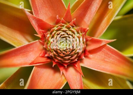 Close up of an Organic Pineapple growing in a Garden Stock Photo
