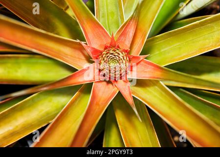 Organic Pineapple growing in a Garden Stock Photo