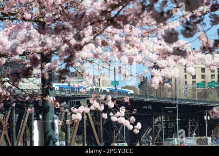 Blooming cherry blossom trees in front of a TriMet green line light rail train crossing Steel Bridge in downtown Portland, Oregon. Stock Photo