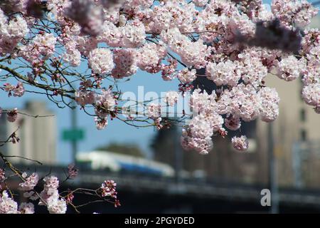 Blooming cherry blossom trees in front of a TriMet green line light rail train crossing Steel Bridge in downtown Portland, Oregon. Stock Photo