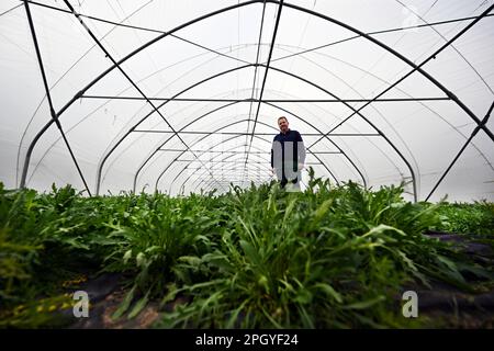 Pulheim, Germany. 24th Mar, 2023. Willi Andree, a vegetable farmer, stands in a greenhouse made of plastic film between lettuce plants. Under a protective film, lettuce shoots and vegetables have been growing outside for weeks. Many fruit trees are about to blossom. Rhubarb has even been harvested - but from the greenhouse. (to dpa: "Protection for lettuces in the field - harvest could start at the end of April") Credit: Federico Gambarini/dpa/Ģ����ý Live News Stock Photo