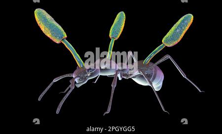Cordyceps parasitic fungus growing on ant, illustration Stock Photo