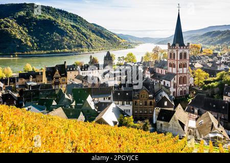 Vineyards and town, St. Peters Parish Church, Bacharach, Upper Middle Rhine Valley, UNESCO World Heritage Site, Rhine, Rhineland-Palatinate, Germany Stock Photo