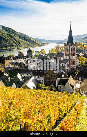 Vineyards and town, St. Peters Parish Church, Bacharach, Upper Middle Rhine Valley, UNESCO World Heritage Site, Rhine, Rhineland-Palatinate, Germany Stock Photo