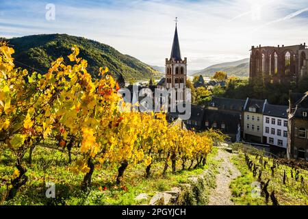 Vineyards and town, St. Peters Parish Church and the ruined Werner Chapel, Bacharach, Upper Middle Rhine Valley, UNESCO World Heritage Site, Rhine Stock Photo