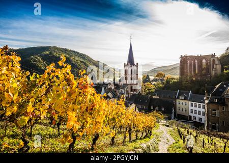 Vineyards and town, St. Peters Parish Church and the ruined Werner Chapel, Bacharach, Upper Middle Rhine Valley, UNESCO World Heritage Site, Rhine Stock Photo