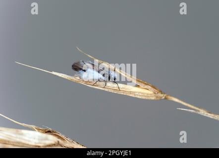 Winged imago of the woolly beech aphid (Phyllaphis fagi), Valais, Switzerland Stock Photo