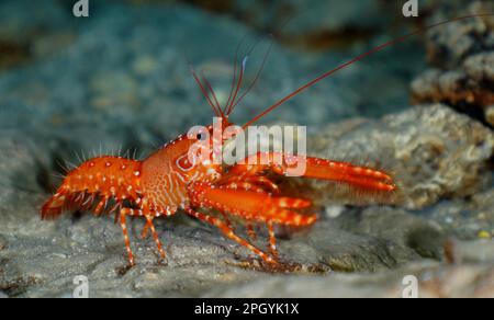 Red Atlantic reef lobster (Enoplometopus antillensis), El Cabron marine reserve dive site, Arinaga, Gran Canaria, Spain, Atlantic Ocean Stock Photo