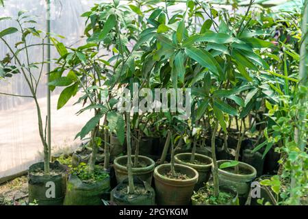 Young mango trees growing in a pot ready to be transplanted into ground Stock Photo
