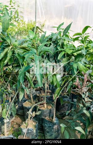 Mango plant saplings at garden center for sale Stock Photo