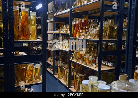 Historical exhibits of the wet collection, Museum fuer Naturkunde, Berlin, Germany Stock Photo