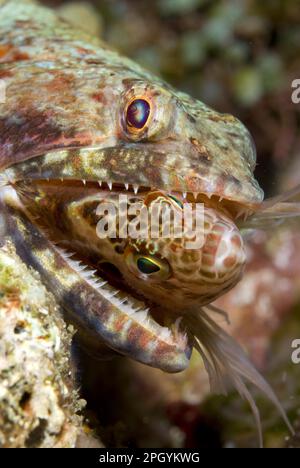 Adult variegated lizardfish (Synodus variegatus) feeding on hawkfish (Cirrhitichthys sp.), Lembeh Island, Sulawesi, Indonesia Stock Photo