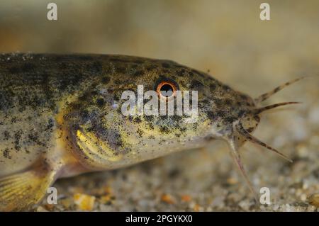 Dojo Loach (Misgurnus anguillicaudatus) introduced species, adult, close-up of head, Italy Stock Photo