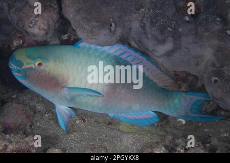 Bleeker's Parrotfish (Chlorurus bleekeri) (Scaridae), Bleeker's Parrotfish, bleeker's parrotfish, Bleeker's Parrotfish, Other Animals, Fish, Animals Stock Photo