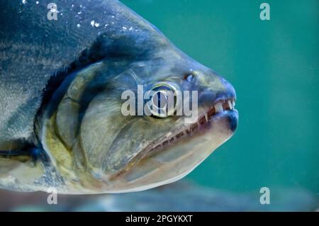 Dogtooth tetra, Vampirefish, Other animals, Fish, Animals, Tetra-like, payara (Hydrolycus scomberoides) adult, close-up of head, captive Stock Photo