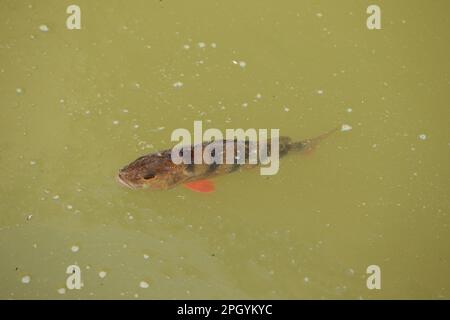 European Perch (Perca fluviatilis) adult, swimming at surface of water, Suffolk, England, United Kingdom Stock Photo