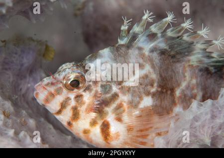 Common spotted hawkfish (Cirrhitichthys aprinus) adult, close-up of head resting on sponge, Lembeh Strait, Sulawesi, Sunda Islands, Indonesia Stock Photo