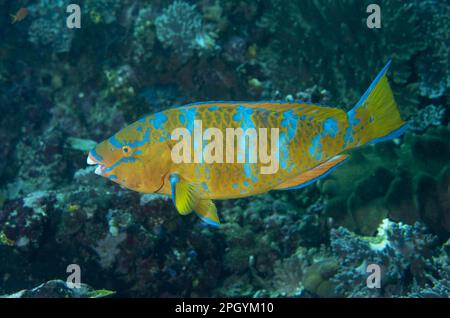 Blue-barred Parrotfish (Scaridae), Blue-barred Parrotfish, Blue-barred Parrotfish, Blue-barred Parrotfish, Other animals, Fish, Animals, Blue-barred Stock Photo