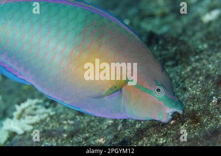 Parrotfish (Scaridae), Parrotfish, Parrotfish, Other animals, Fish, Animals, Yellowfin Parrotfish (Scarus flavipectoralis) adult male, feeding Stock Photo