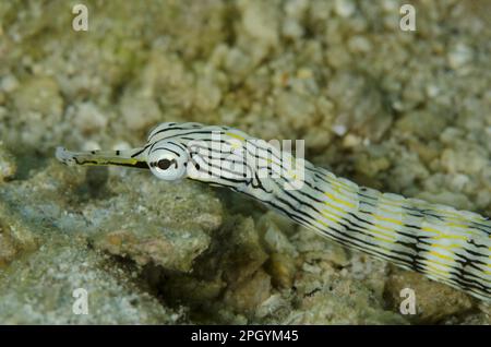 Network Pipefish (Corythoichthys flavofasciatus) adult, close-up of head, Lembeh Straits, Sulawesi, Sunda Islands, Indonesia Stock Photo