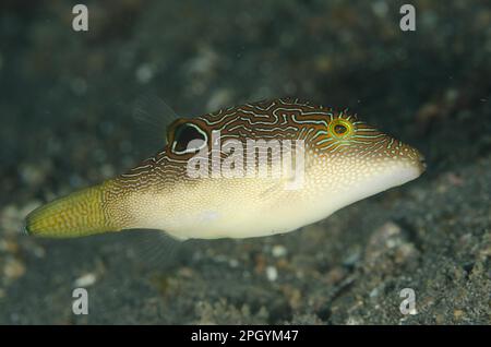 Maze Tip Pufferfish, Maze Tip Pufferfish, Other Animals, Fish, Animals, Pufferfish, Compressed Toby (Canthigaster compressa) adult, swimming, Aer Stock Photo
