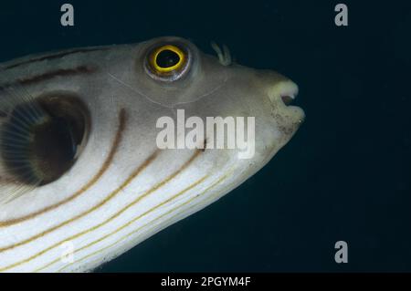 Striped puffer, narrow-lined puffer (Arothron manilensis), Other animals, Fish, Animals, Pufferfish, Narrow-lined puffer adult, close-up of head Stock Photo