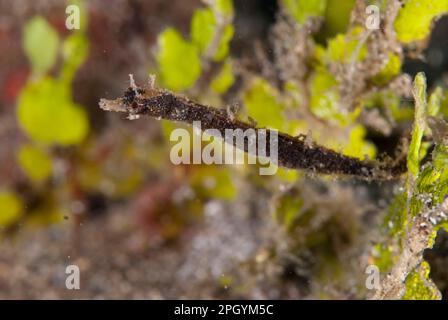 Shortpouch pygmy pipehorse (Acentronura tentaculata) adult, swimming, Lembeh Strait, Sulawesi, Sunda Islands, Indonesia Stock Photo