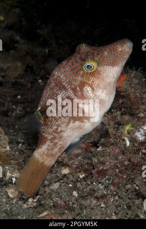 Maze Tip Pufferfish, Maze Tip Pufferfish, Other Animals, Fish, Animals, Pufferfish, Compressed Toby (Canthigaster compressa) adult, swimming at Stock Photo