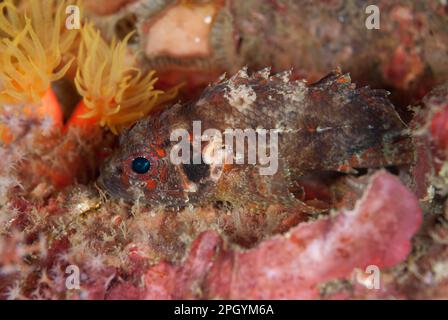 Scorpionfish, Scorpionfish, Other animals, Fish, Animals, Scorpionfish (Scorpaenodes guamensis), Scorpionfish adult, resting on reef at night, Lembeh Stock Photo