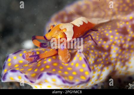 Imperial Shrimp (Periclimenes imperator) adult, feeding, riding on Purple-edged Ceratosoma Nudibranch (Ceratosoma tenue), Lembeh Straits, Sulawesi Stock Photo