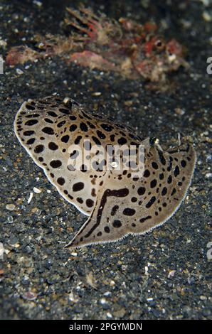 Moon-headed Sidegill Slug (Euselenops luniceps) adult, on black sand at night, with buried Spiny Devilfish (Inimicus didactylus) in background Stock Photo