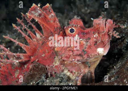 Poisonous, Devilfish, demon stinger (Inimicus didactylus), Other animals, Fish, Perch-like, Animals, Red Spiny Devilfish adult, close-up of head, at Stock Photo