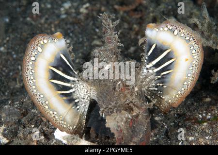 Poisonous, Devilfish, demon stinger (Inimicus didactylus), Other animals, Fish, Perch-like, Animals, Spiny Devilfish adult, with colourful fins Stock Photo