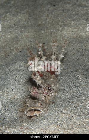 Poisonous, Devilfish, demon stinger (Inimicus didactylus), Other animals, Fish, Perch-like, Animals, Red Spiny Devilfish adult, buried in sand, night Stock Photo