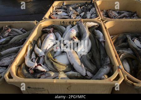 Commercial fishing, unloading and sorting of atlantic cod (Gadus morhua) and common ling (Molva molva) in the harbour, Grindavik, Southern Peninsula Stock Photo