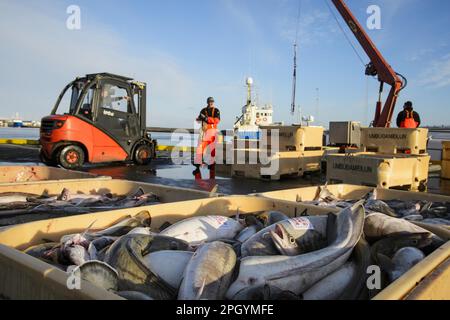 Commercial fishing, unloading and sorting of atlantic cod (Gadus morhua) and common ling (Molva molva) in the harbour, Grindavik, Southern Peninsula Stock Photo