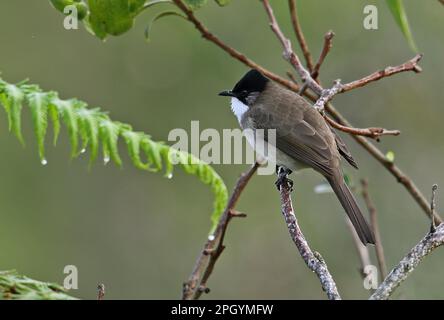 Brown-breasted Bulbul, Brown-breasted Bulbul, Brown-breasted Bulbuls, songbirds, animals, birds, Brown-breasted Bulbul (Pycnonotus xanthorrhous) Stock Photo