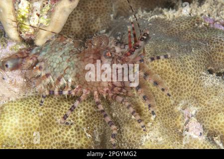 Common Marble Shrimp, Common marbled shrimp (Saron marmoratus), Shrimp, Prawns, Other animals, Crustaceans, Animals, Marbled Shrimp adult, night Stock Photo