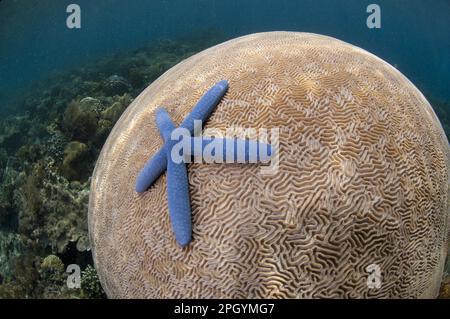 Blue linckia (Linckia laevigata) adult, on lesser valley coral (Platygyra lamellina), Pantar Island, Alor Archipelago, Lesser Sunda Islands, Indonesia Stock Photo