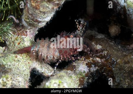 Common Marble Shrimp, Common marbled shrimp (Saron marmoratus), Shrimp, Prawns, Other animals, Crustaceans, Animals, Marbled Shrimp adult, on reef Stock Photo