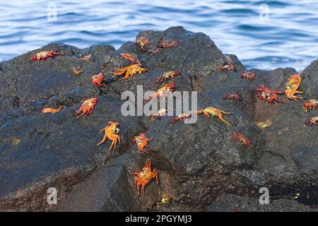 Red cliff crab, Red rock crab, Red cliff crabs, Red rock crabs, Other animals, Crabs, Crustaceans, Animals, Sally lightfoot crabs of rock, the darker Stock Photo